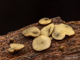 Attēlu rezultāti vaicājumam “Hymenoscyphus sp.”