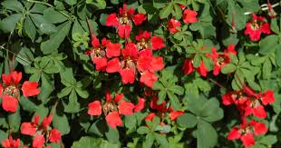 Image result for Ildblomkarse