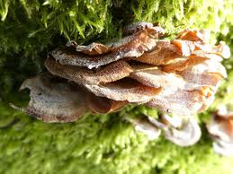 Attēlu rezultāti vaicājumam “Panellus stipticus”