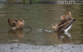 Image result for Gallinago gallinago