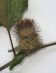 Attēlu rezultāti vaicājumam “Arctium nemorosum”