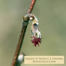 Attēlu rezultāti vaicājumam “Corylus avellana bud”