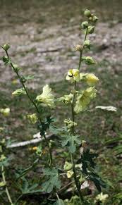 Image result for Alcea rugosa