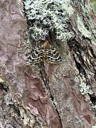 Attēlu rezultāti vaicājumam “Arichanna melanaria”