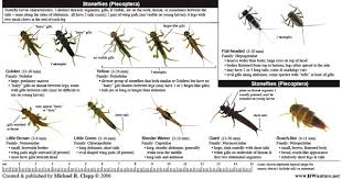 Attēlu rezultāti vaicājumam “Cladopodiella francisci macro”