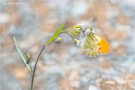 Attēlu rezultāti vaicājumam “Anthocharis cardamines”