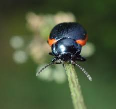 Attēlu rezultāti vaicājumam “Chrysolina sanguinolenta”