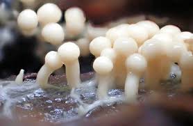 Attēlu rezultāti vaicājumam “Diderma floriforme”