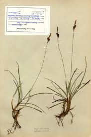 Attēlu rezultāti vaicājumam “Carex ericetorum”