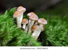 Attēlu rezultāti vaicājumam “Hypholoma lateritium”