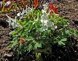 Attēlu rezultāti vaicājumam “Corydalis solida fruit”