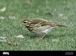 Image result for Anthus hodgsoni