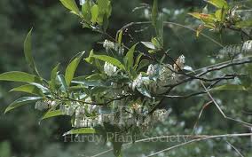 Attēlu rezultāti vaicājumam “Gaultheria cuneata”