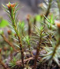 Attēlu rezultāti vaicājumam “Polytrichum juniperinum sporophyte”