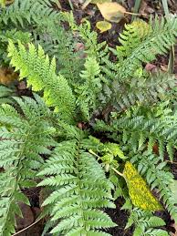Attēlu rezultāti vaicājumam “Polystichum aculeatum”