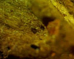 Attēlu rezultāti vaicājumam “Licea pygmaea macro”