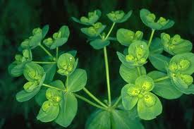Attēlu rezultāti vaicājumam “Euphorbia helioscopia”