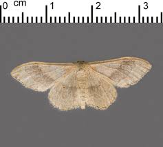 Attēlu rezultāti vaicājumam “Idaea straminata”