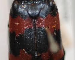 Attēlu rezultāti vaicājumam “Nicrophorus investigator imago”