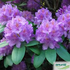 Attēlu rezultāti vaicājumam “Rhododendron catawbiense”
