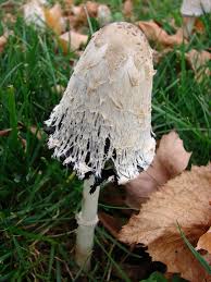 Image result for coprinus