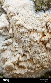 Attēlu rezultāti vaicājumam “Schizopora paradoxa”