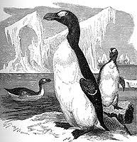 Image result for Pinguinus impennis