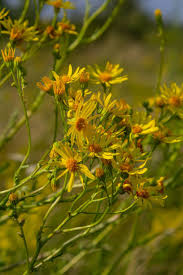 Attēlu rezultāti vaicājumam “Senecio vernalis flower”