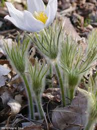 Attēlu rezultāti vaicājumam “Pulsatilla patens fruit”