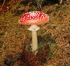 Attēlu rezultāti vaicājumam “Amanita muscaria”