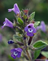 Attēlu rezultāti vaicājumam “Acinos arvensis flower”