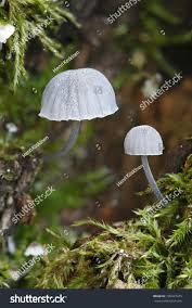 Attēlu rezultāti vaicājumam “Mycena pseudocorticola”