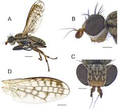Attēlu rezultāti vaicājumam “Sciomyzidae”