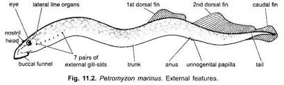 Image result for Petromyzon marinus