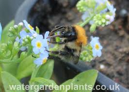 Attēlu rezultāti vaicājumam “Myosotis scorpioides bud”