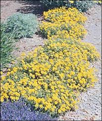 Attēlu rezultāti vaicājumam “Helianthemum nummularium”