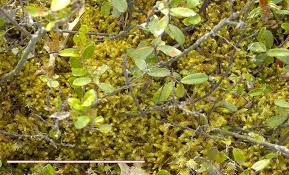 Attēlu rezultāti vaicājumam “Pseudocalliergon turgescens”