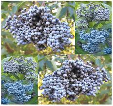 Attēlu rezultāti vaicājumam “Sambucus”
