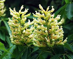 Attēlu rezultāti vaicājumam “Aesculus flava”