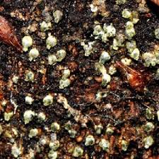 Attēlu rezultāti vaicājumam “Diderma radiatum spores”