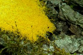 Attēlu rezultāti vaicājumam “Fuligo cinerea macro”