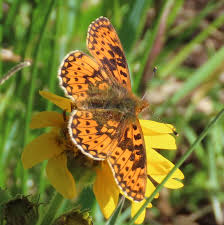 Attēlu rezultāti vaicājumam “Boloria dia underside”