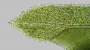 Attēlu rezultāti vaicājumam “Fissidens”