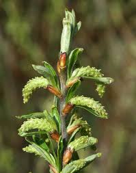 Attēlu rezultāti vaicājumam “Salix daphnoides subsp. acutifolia bud”