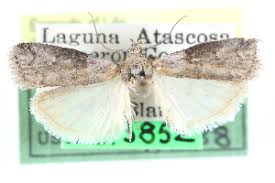 Attēlu rezultāti vaicājumam “Sciota adelphella”