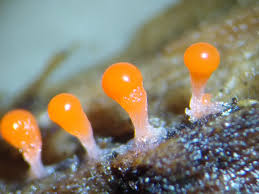 Attēlu rezultāti vaicājumam “Trichia crateriformis macro”