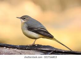 Attēlu rezultāti vaicājumam “Motacillidae”