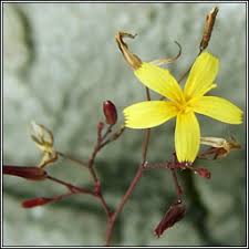 Attēlu rezultāti vaicājumam “Mycelis muralis”