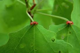 Attēlu rezultāti vaicājumam “Eriophyes padi”