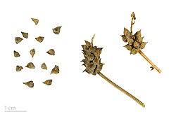 Image result for Adonis aestivalis